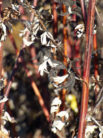 Artemisia vulgaris